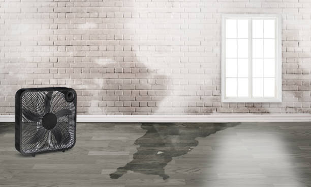 Best Water damage restoration experts  in Stephenville, TX
